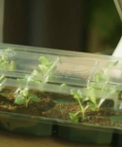 Beste Verkoop 🌟 Baza Seeds B.V. Adventskalender 2022 - Complete Kweekset Met 24 Soorten Zaden - Kas Van De Kerstman ⭐ 15 Beste Verkoop 🌟 Baza Seeds B.V. Adventskalender 2022 - Complete Kweekset Met 24 Soorten Zaden - Kas Van De Kerstman ⭐ -ACROPAQ Shop 550x305 2