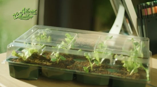 Beste Verkoop 🌟 Baza Seeds B.V. Adventskalender 2022 - Complete Kweekset Met 24 Soorten Zaden - Kas Van De Kerstman ⭐ 7 Beste Verkoop 🌟 Baza Seeds B.V. Adventskalender 2022 - Complete Kweekset Met 24 Soorten Zaden - Kas Van De Kerstman ⭐ - Afbeelding 5