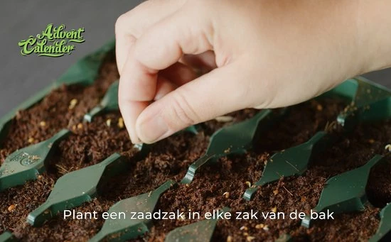 Beste Verkoop 🌟 Baza Seeds B.V. Adventskalender 2022 - Complete Kweekset Met 24 Soorten Zaden - Kas Van De Kerstman ⭐ 8 Beste Verkoop 🌟 Baza Seeds B.V. Adventskalender 2022 - Complete Kweekset Met 24 Soorten Zaden - Kas Van De Kerstman ⭐ - Afbeelding 6